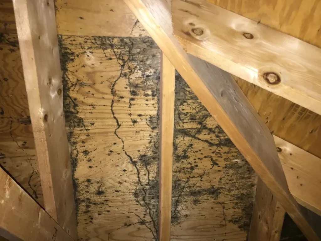 Mold patches on attic plywood highlighting hidden moisture problems.
