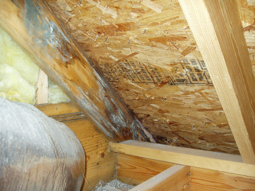 Mold growth visible on attic wood surfaces during inspection.
