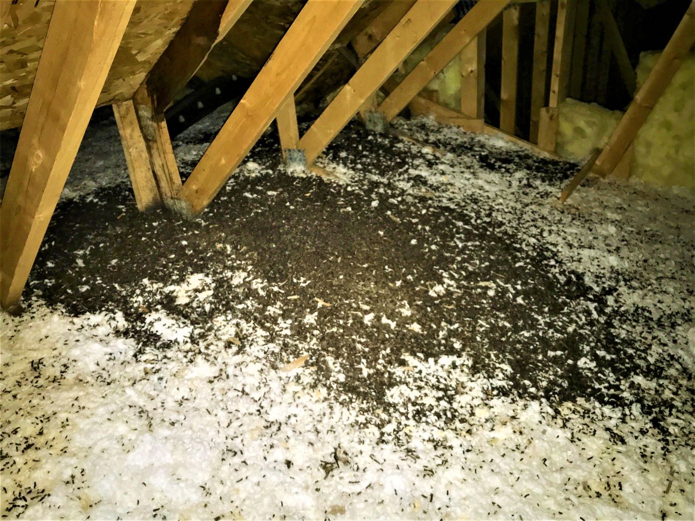 Bat droppings on attic insulation.
