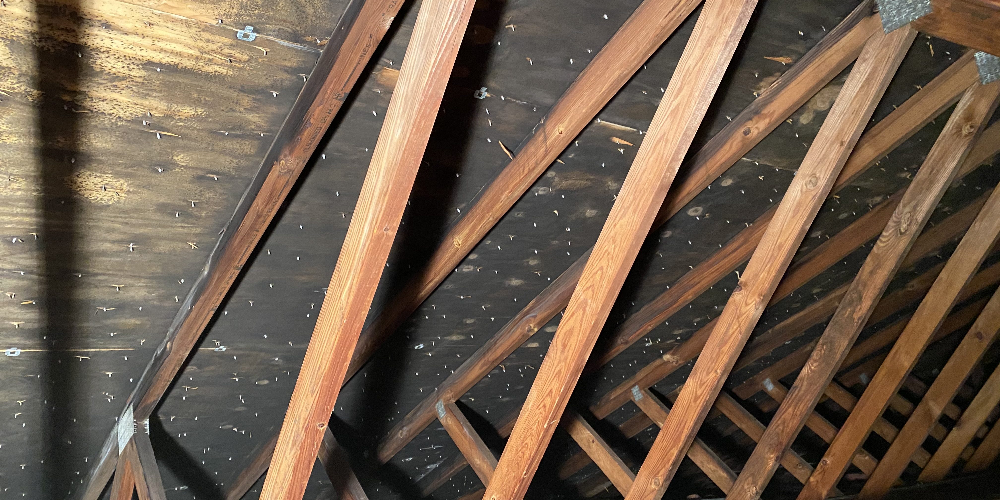 Mold growth spreading across attic insulation and wooden roof structure.