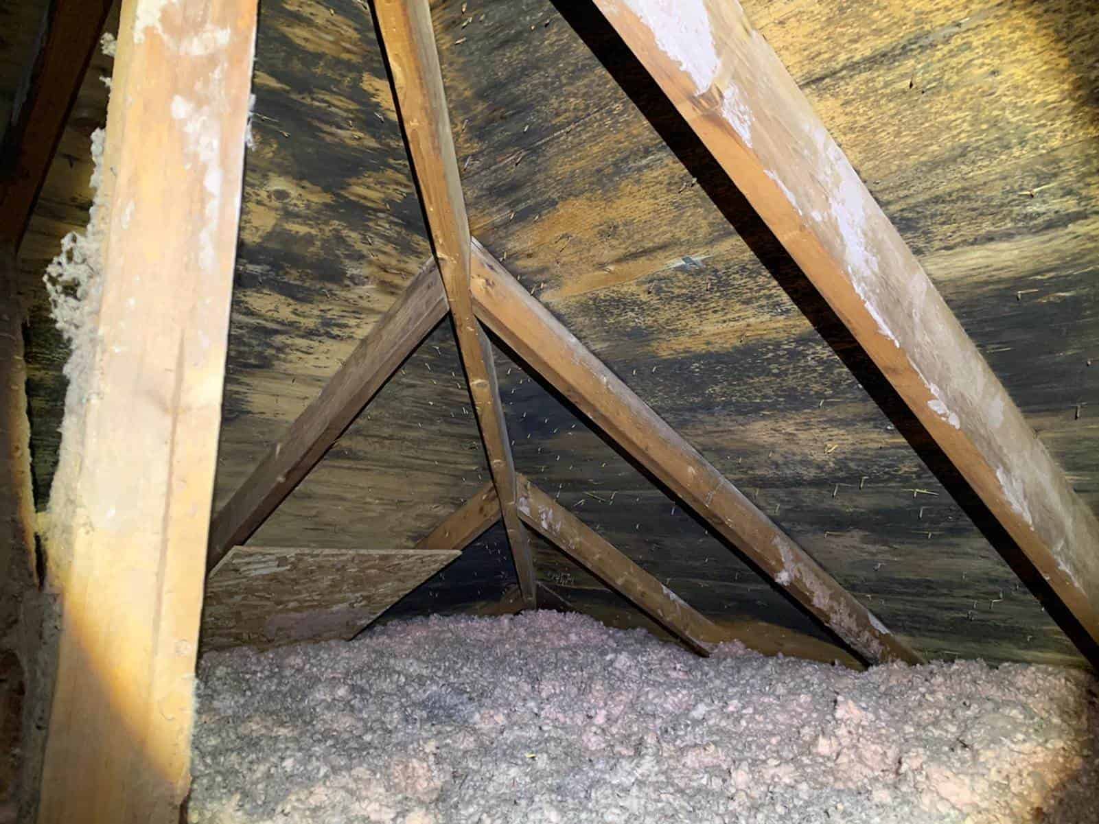 Attic with mold growth on wooden beams and roof panels. 