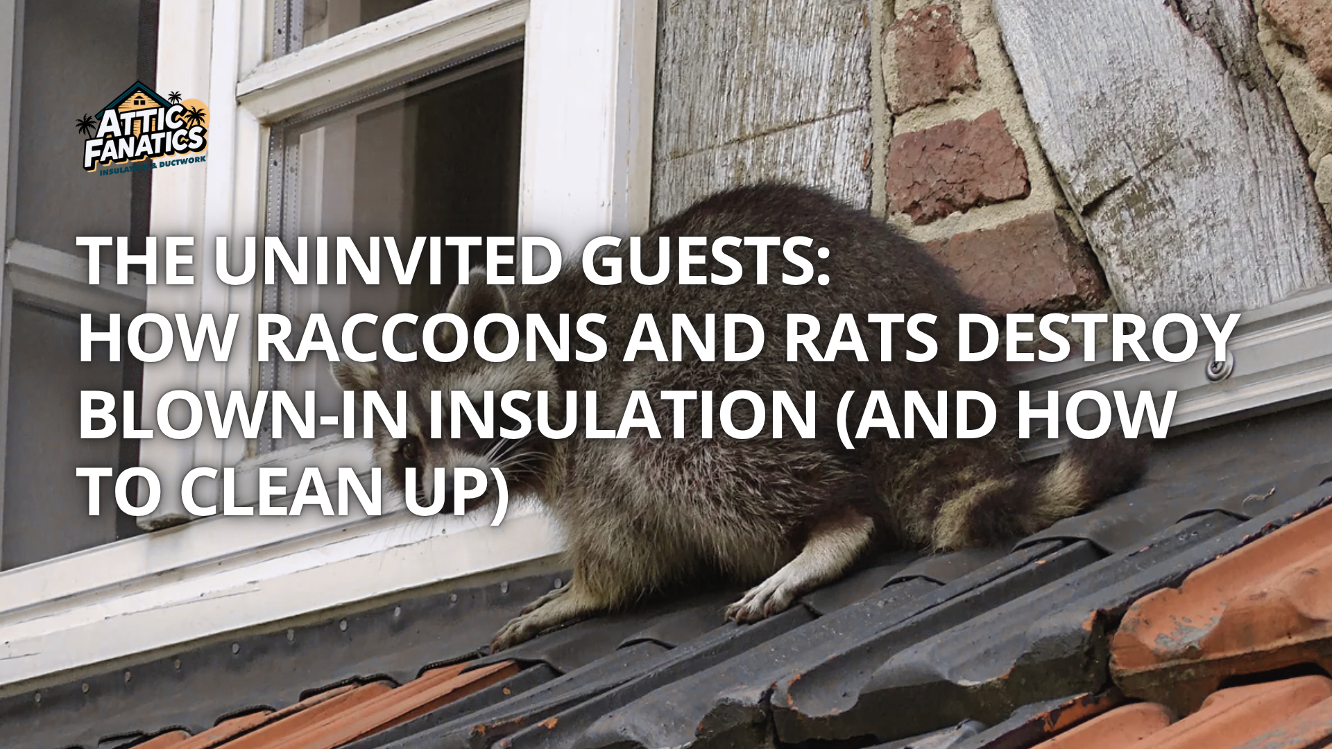 The Uninvited Guests: How Raccoons and Rats Destroy Blown-In Insulation (And How to Clean Up)